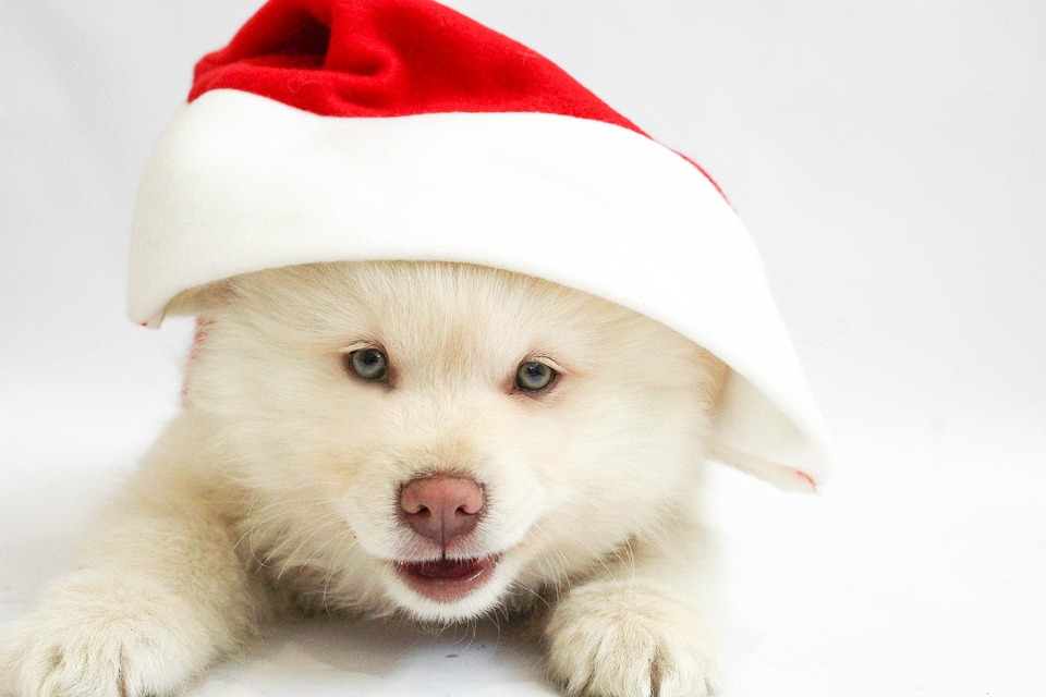 dog in santa hat - Puppies Holiday Present