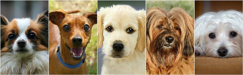 several dogs side by side - most popular dog breeds in America concept