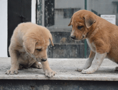 The Importance of Spaying Or Neutering Your Dog