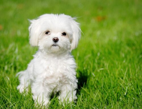 Why Hypoallergenic Dogs Make the Best Pets