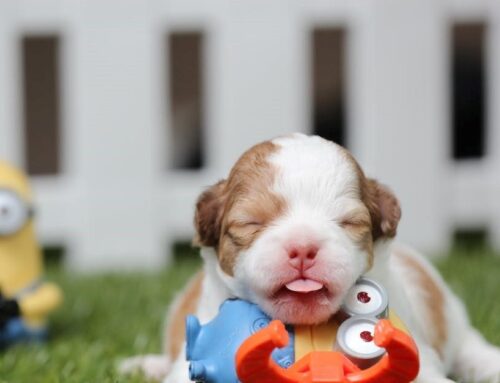 2018 Is Your Year For a New Puppy