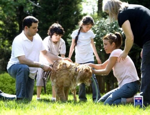 Top Reasons Your Family Needs a Dog