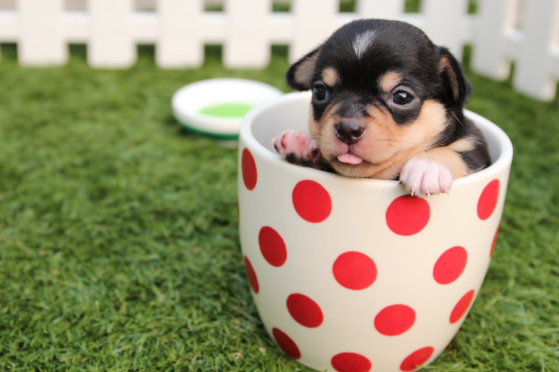 chihuahua in tea cup - keep puppy out of trash
