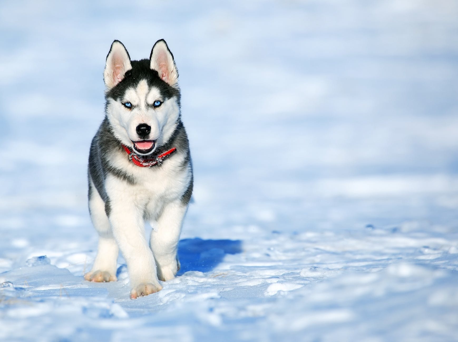 husky puppy in snow