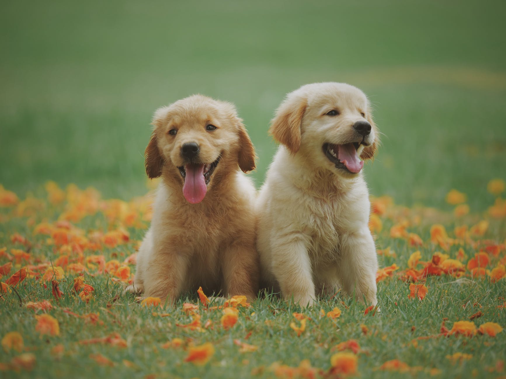 two puppies in grass