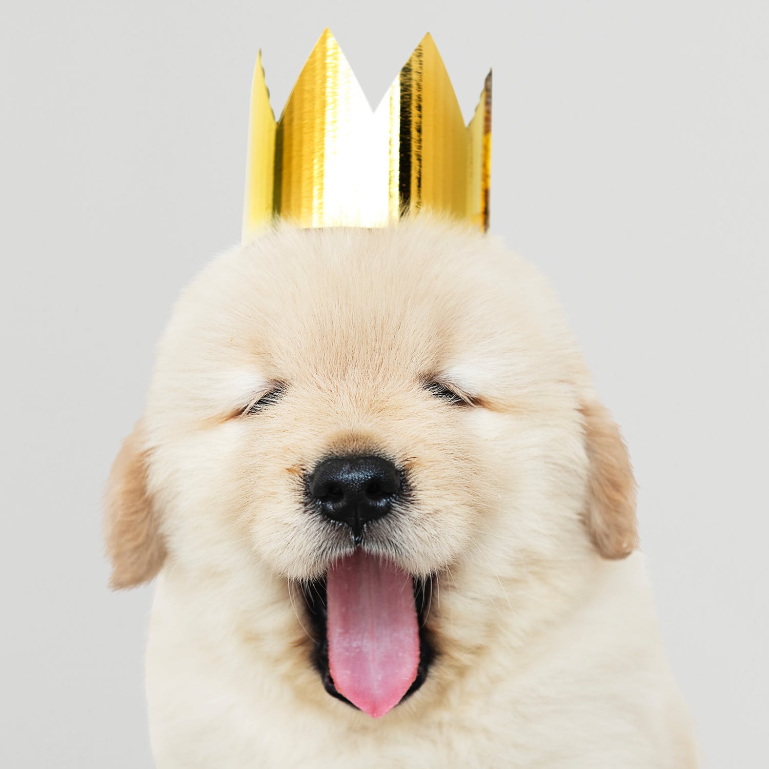 Happy dog wearing a crown