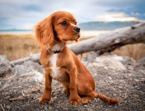 Improve Your Puppy’s Life