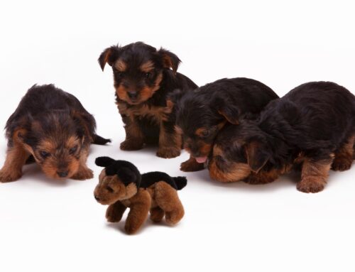 Reduce Your Puppy’s Stress