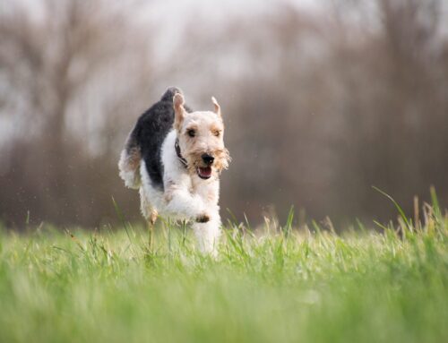 Zoomies and Your Puppy