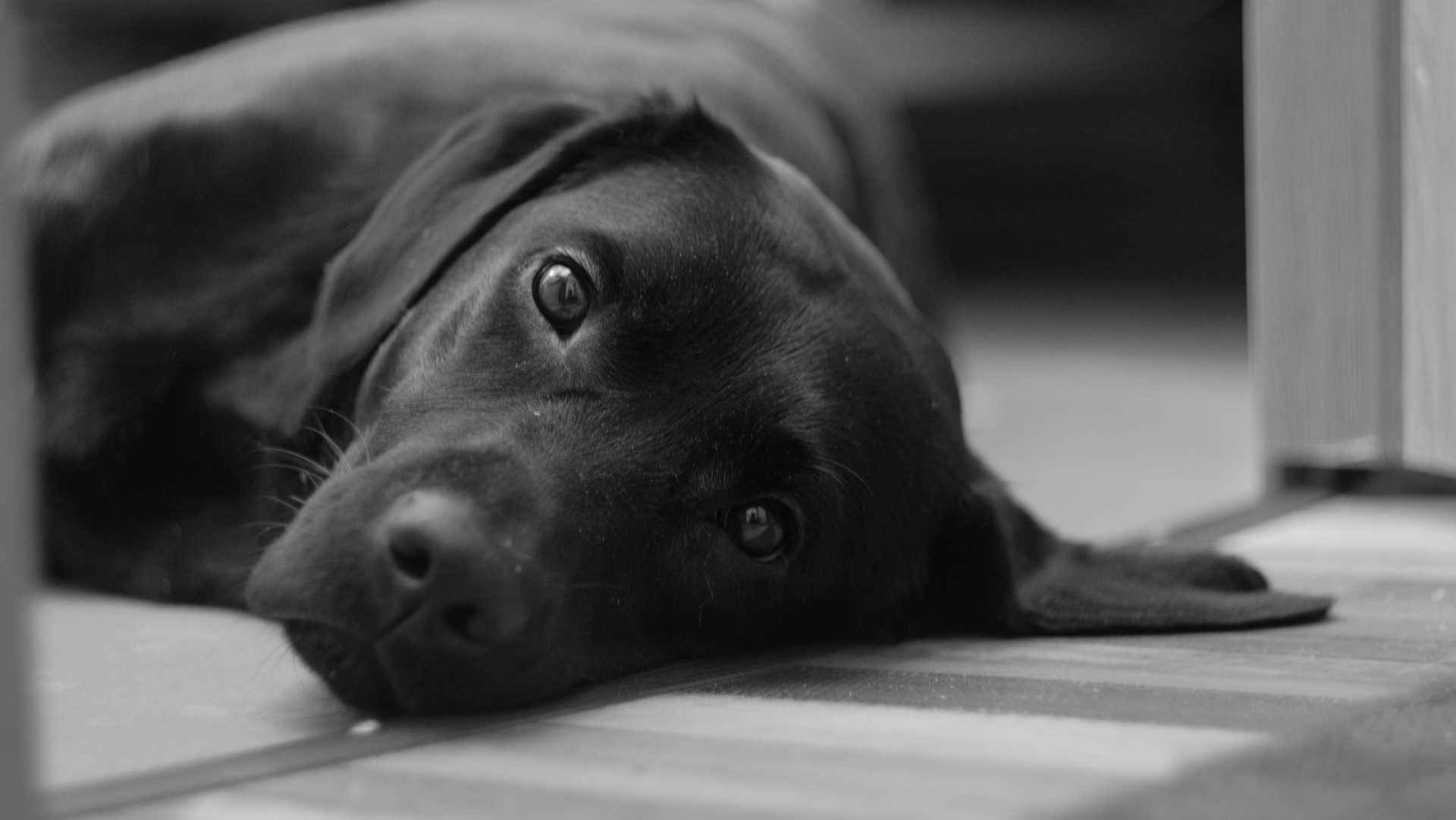 dog picture black and white - does your dog remember you concept