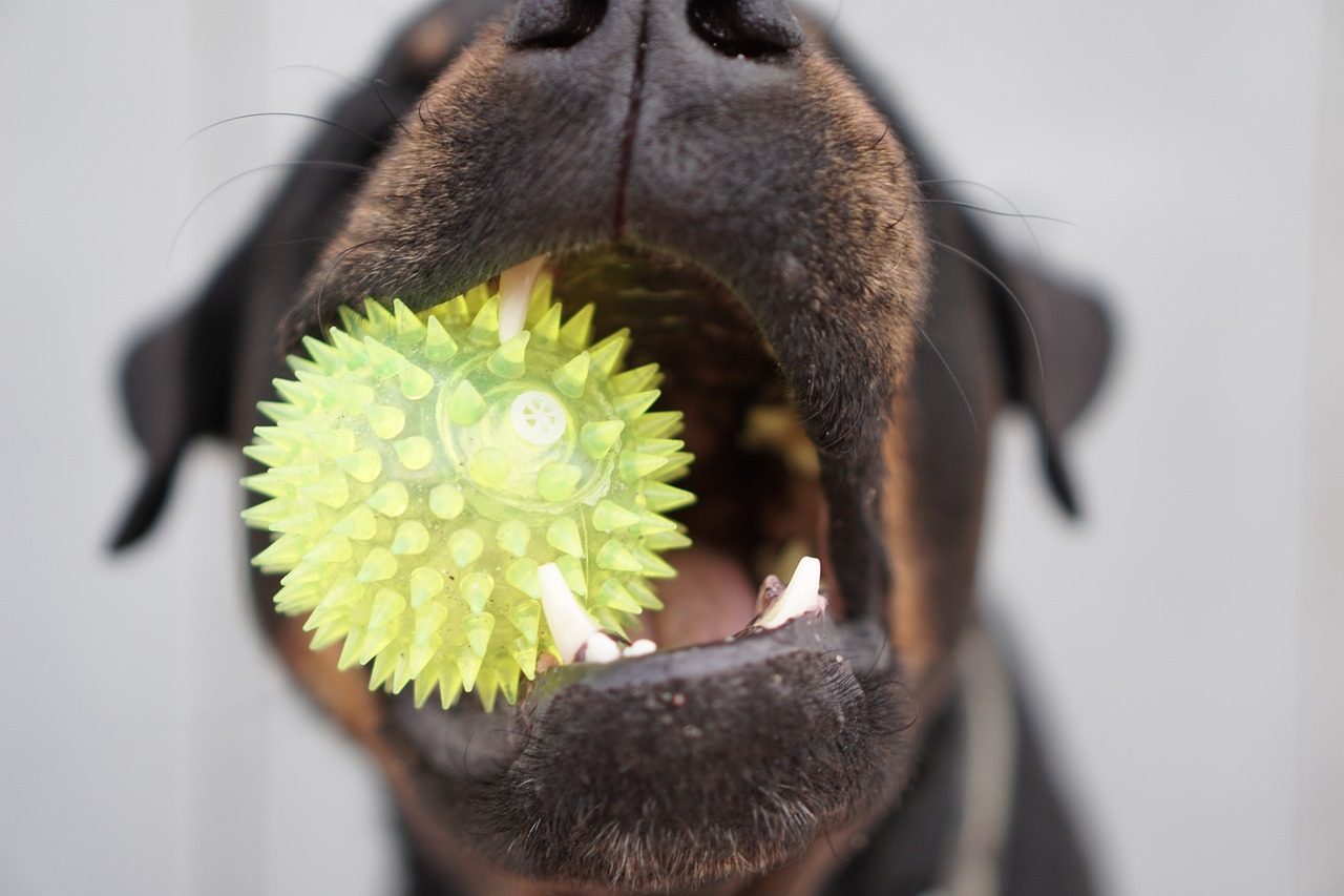 chew toy in dogs mouth