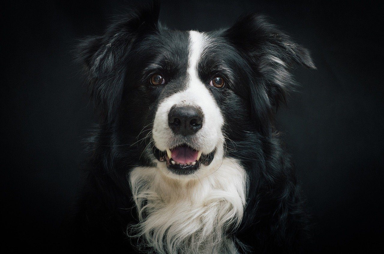 border collie portrait - most obedient dog breeds example