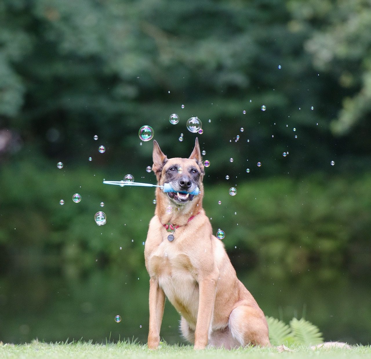 dog blowing bubbles