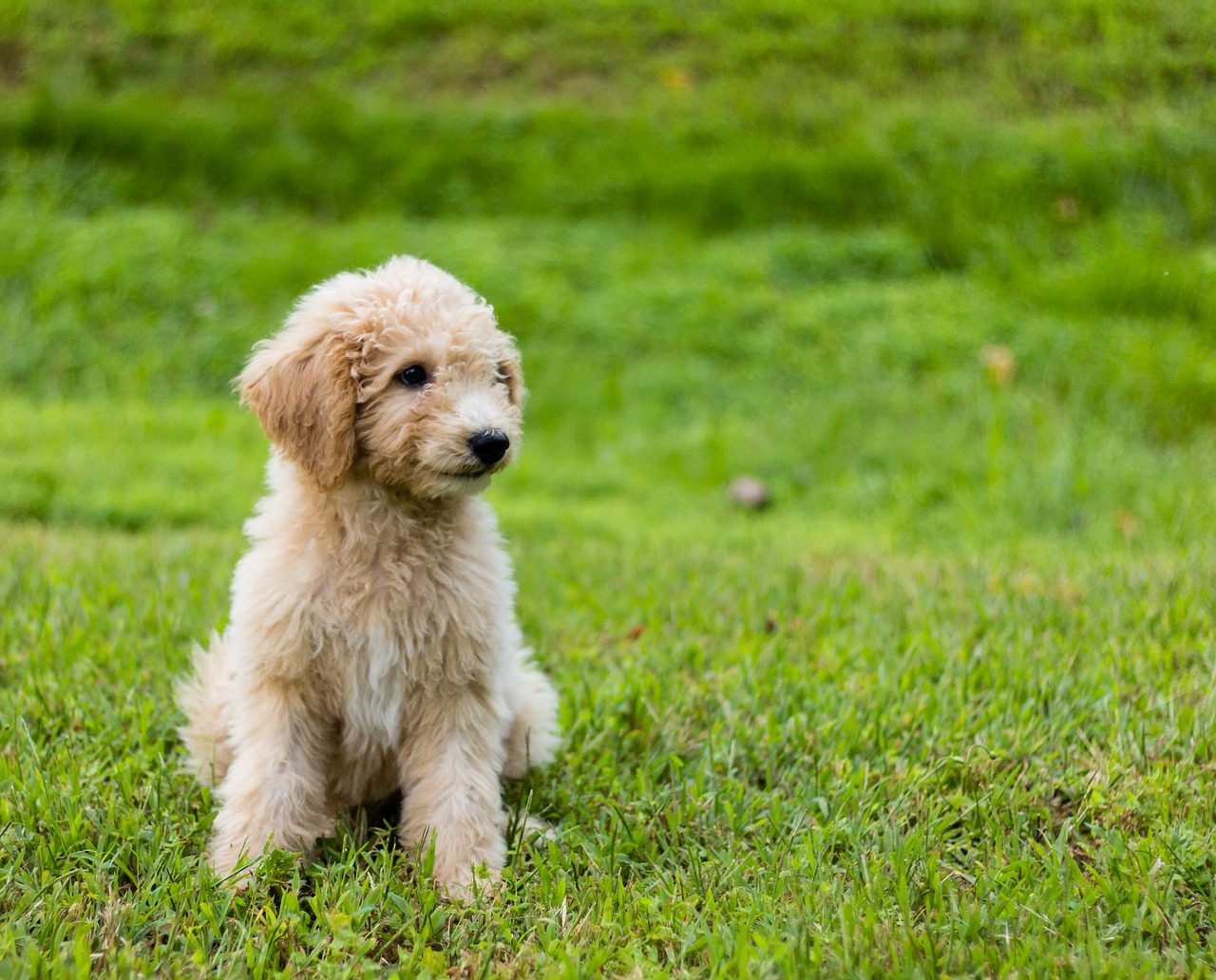 Goldendoodle puppy - why are goldendoodles so popular concept