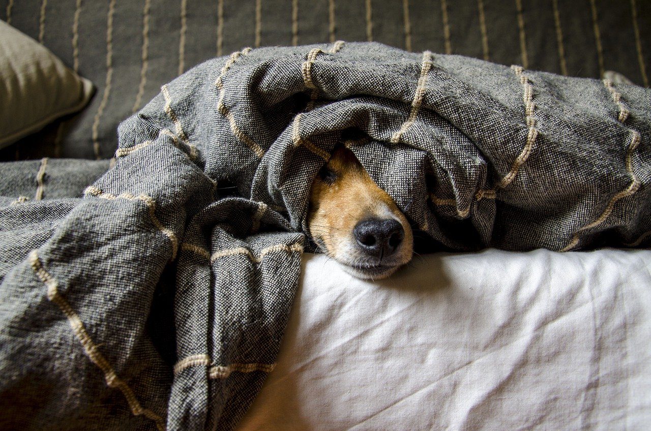 dog hiding under blanket