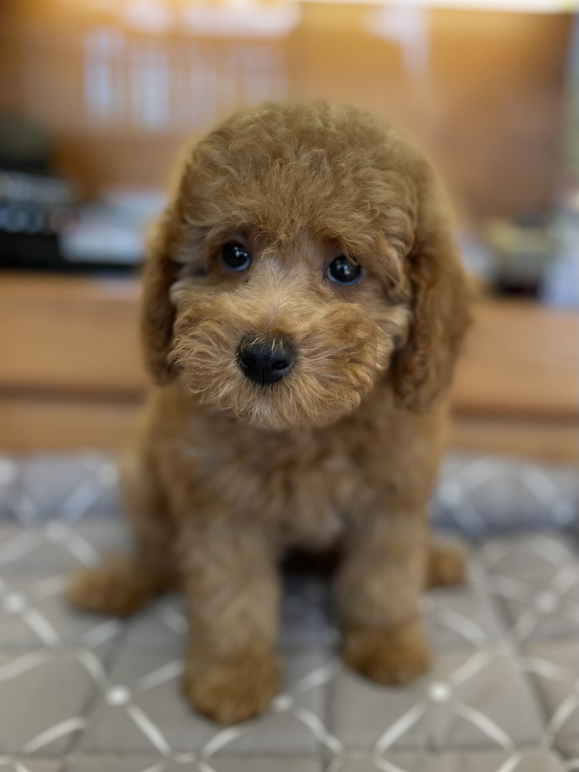 picture of cavapoo - signs of a healthy puppy concept image