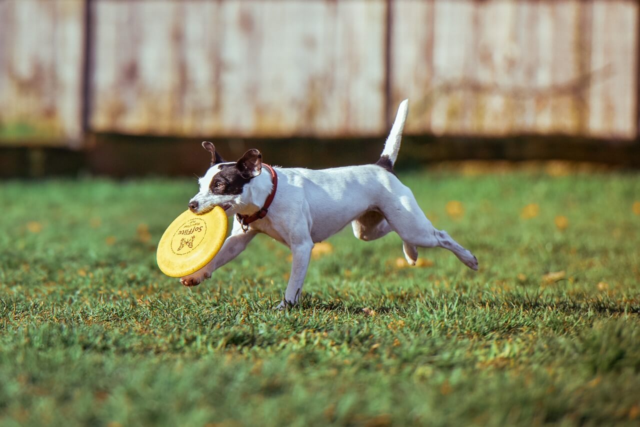 dog running with frisbee in mouth - puppy store in NJ concept image