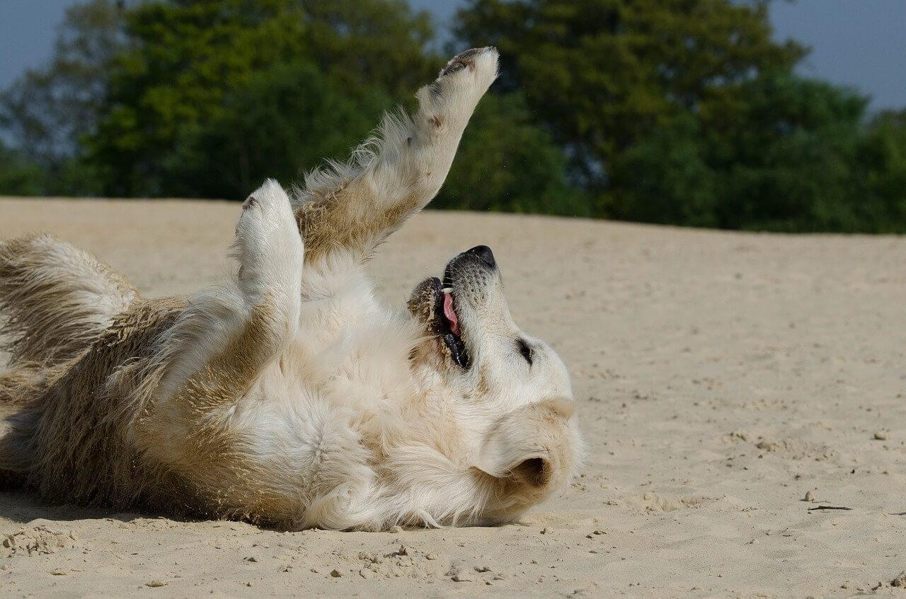 dog playing in sand - puppy store in NJ concept image