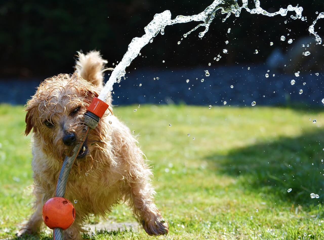 dog with hose in mouth - puppy-proofing your backyard concept image