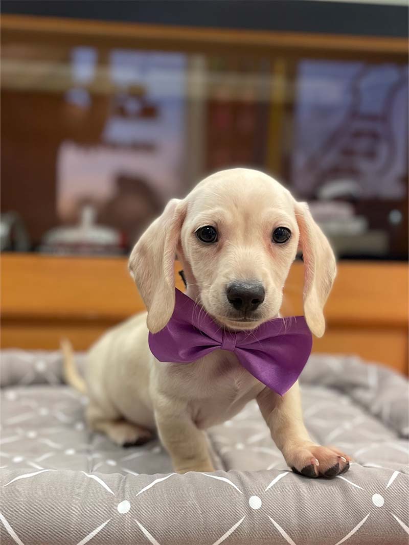 Small puppy with bowtie - puppy training tips