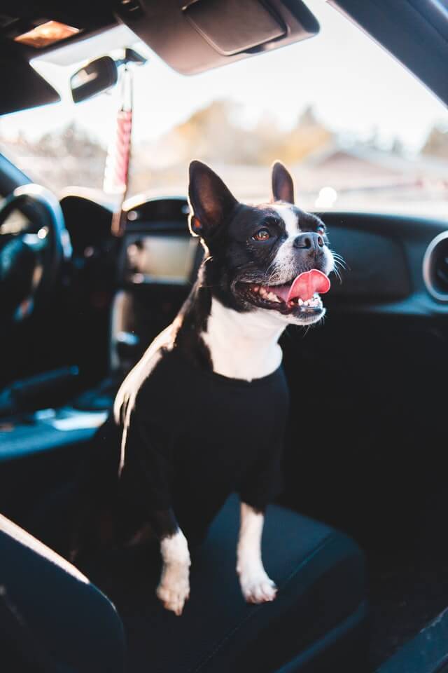 Puppy cool in car - heat stroke in dogs concept