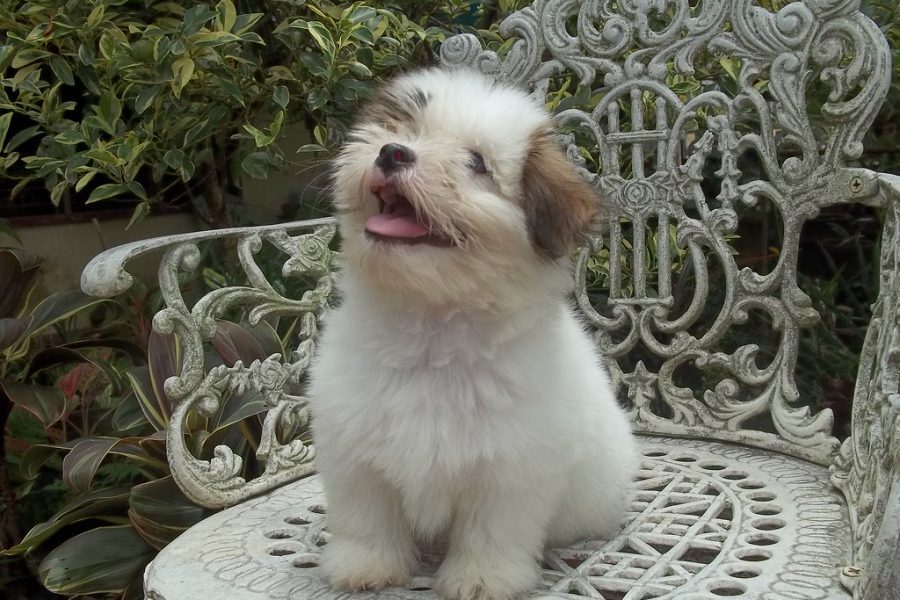 adorable shihpoo puppy smiling on seat