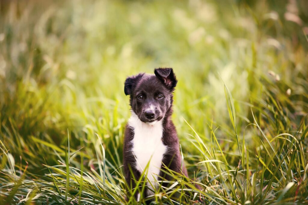 puppy sitting in grass