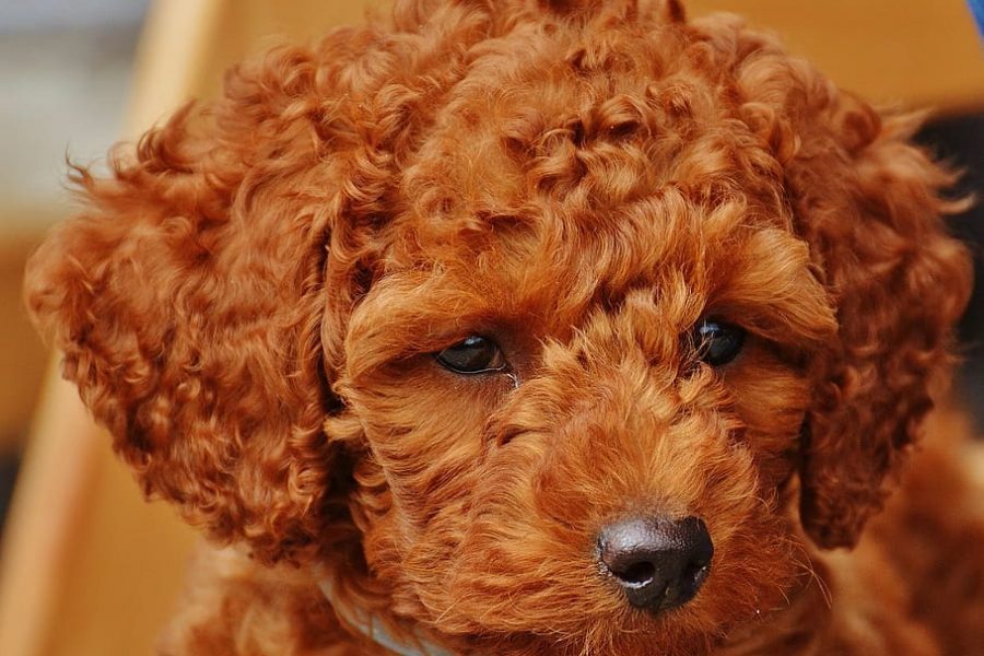 toy poodle puppy - poodle breed info concept