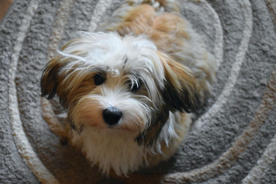 havanese puppy looking up at camera - havanese puppies for sale concept