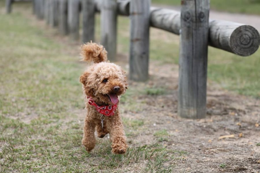 toy poodle on grass - toy poodle breed info concept
