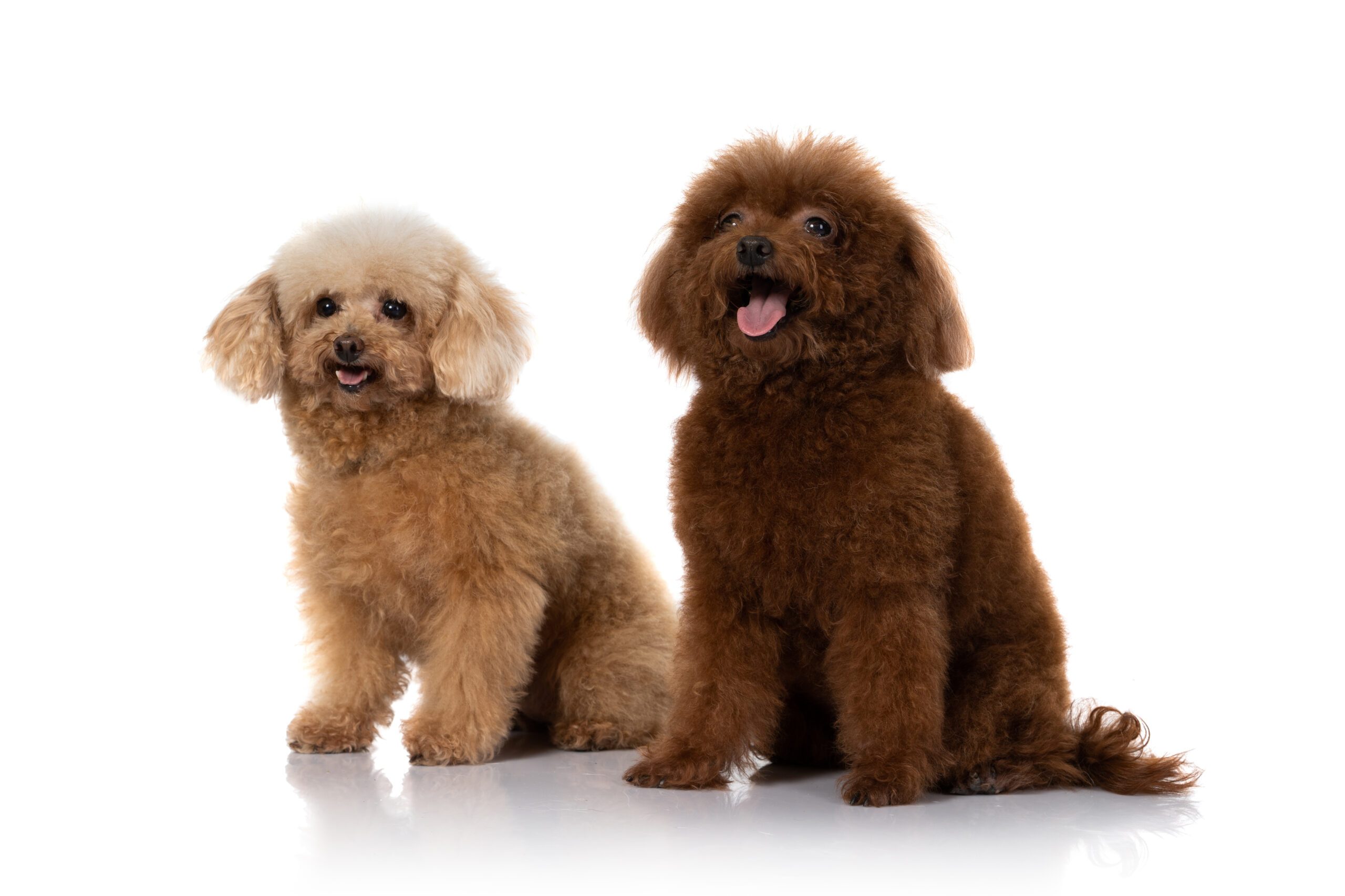 two hypoallergenic dogs - benefits of hypoallergenic dog breeds concept