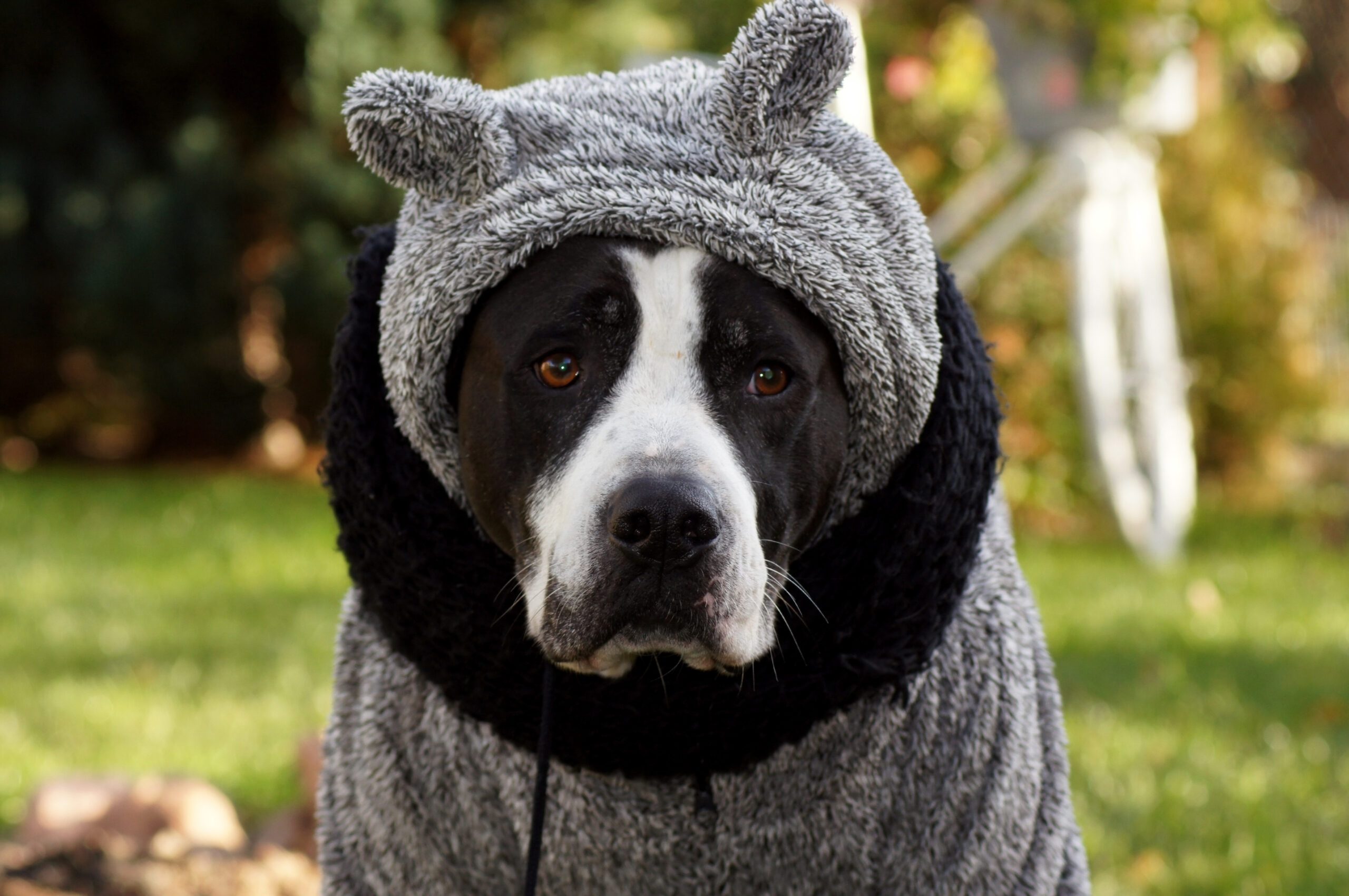 dog wearing beanie - best dog breeds for different climates concept
