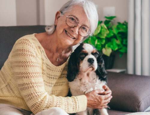 Best Dogs for Seniors: Top 5 Breeds to Look Out For