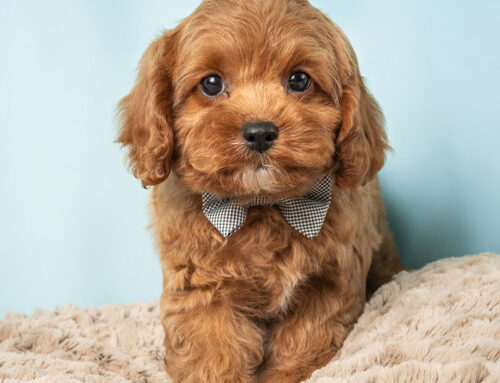 Everything You Need to Know About Cavapoos: The Perfect Family Pooch