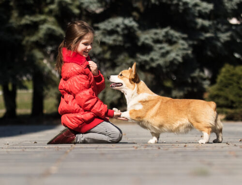 Which Dog Breeds Are Best for Small Children