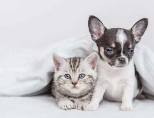 Which Dog Breeds to Choose if You Have A Cat?