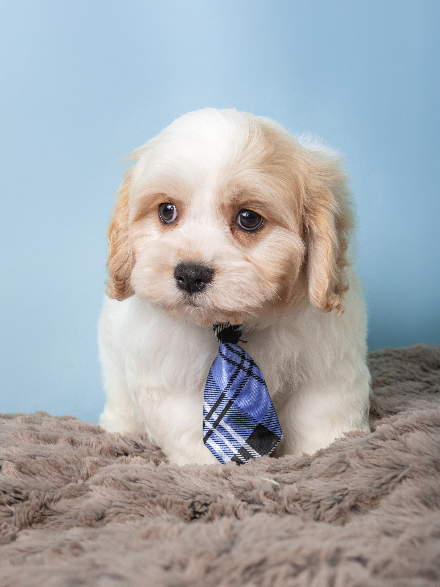 3533-M-Cavachon-A7E08862