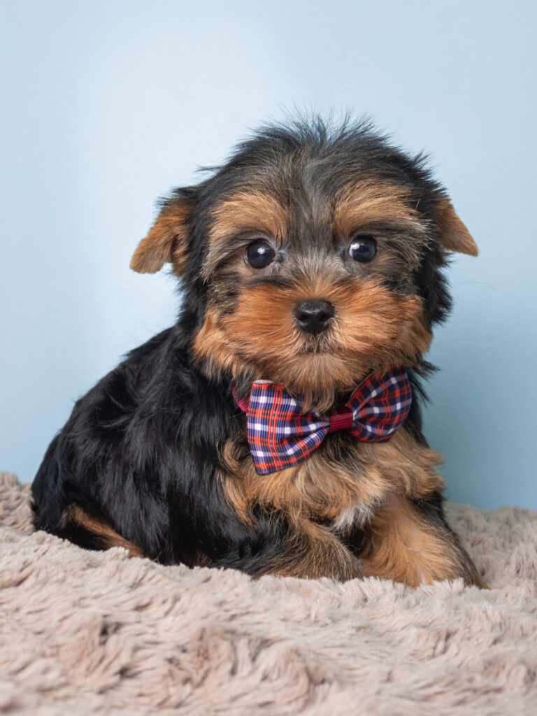 find the perfect puppy