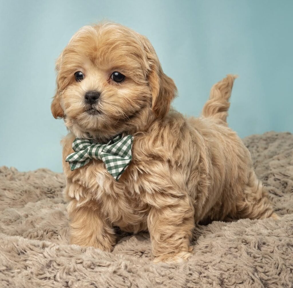 find the perfect puppy