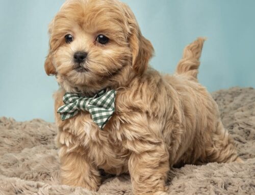 How to Find the Perfect Puppy for You